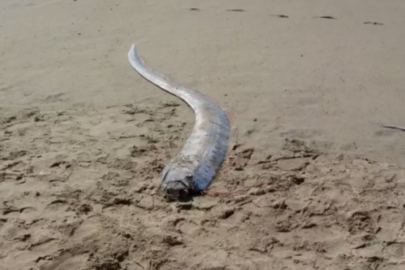 'Kıyamet balığı' kıyıya vurunca büyük endişe yarattı! Depremin habercisi mi?