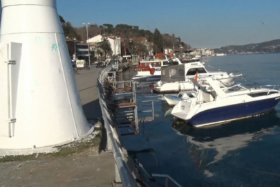 İstanbul Sarıyer'de binlerce denizanası kıyıya vurdu