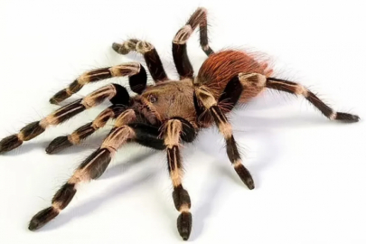 Pilotu tarantula ısırdı! Uçakta örümcek paniği