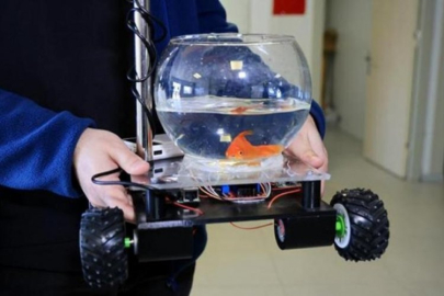 Bu balık araba kullanıyor!