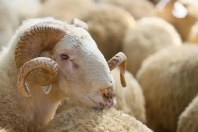 Fas Kralı fetva verdi! 'Bu yıl ülkede kurban kesilmesin'