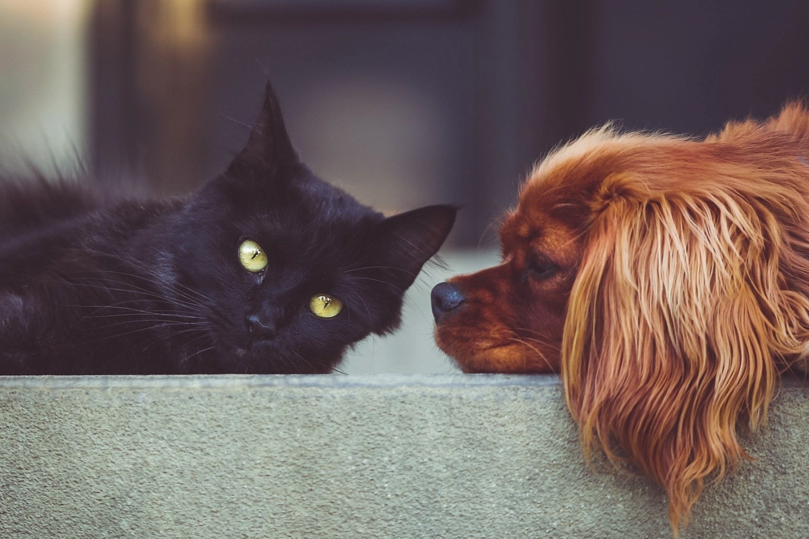 Kedi İnsanı mı, Köpek İnsanı mı? Karakterinize En Uygunu Hangisi?