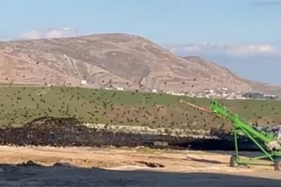 Binlerce kuş tek bir hedefte buluştu: Buğday!