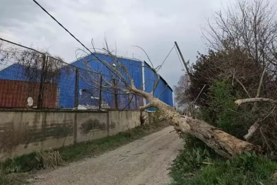 İnegöl'de Lodos Ağaçları Devirdi, Elektrik Kesintisi Yaşandı