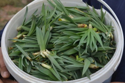 Doğu Anadolu'nun dağlarında çiriş otu bereketi