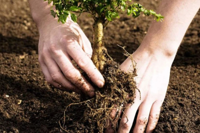 Nisan ayında ne ekilir? İşte, Nisan ayında ekilen sebze ve meyveler