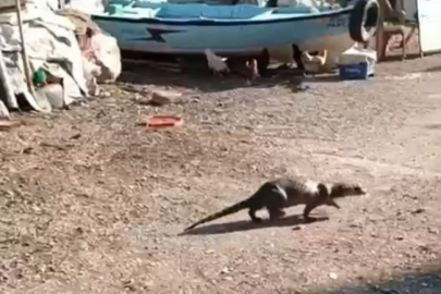 Bursa'da ilginç olay! Önce fare sanıldı, gerçek çok başka çıktı...