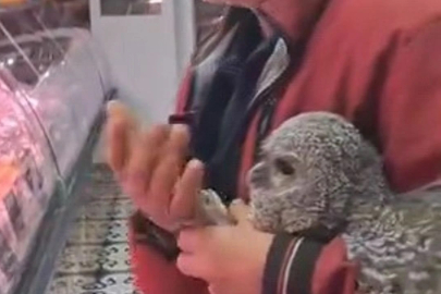 İnegöl'de Yavru Baykuşa Vatandaşlardan Örnek İlgi