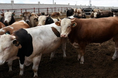 2025 kurbanlık fiyatları netleşmeye başladı