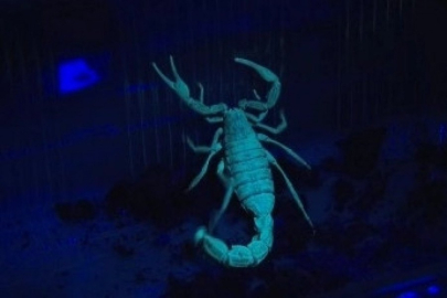 Yetiştirdiği mavi akrebin zehrini sağıp tüketiyor