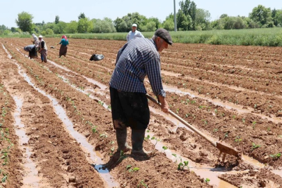 Çiftçiye bahar müjdesi: Ücretsiz dağıtılacak! Son tarih 22 Nisan