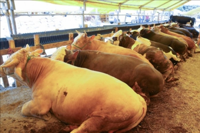 Bursa'da kurban pazarları nerede kurulacak? Bursa kurban satış yerleri ve adresleri...