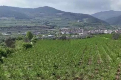 Bakan Yardımcısı açıkladı: İşte Bursa'nın zirai don hasarı