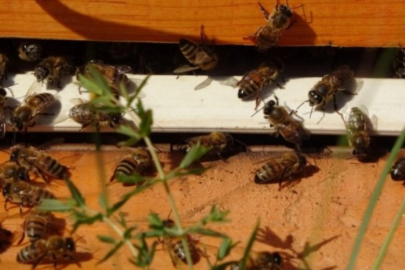 Hasat başladı! Gram gram toplanıyor; Kilosu bin 300 TL...