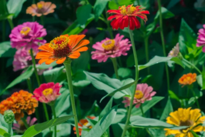 Yaz ayında hangi çiçekler ekilir? İşte ay ay çiçek ekimi takvimi…