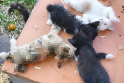 Bursa'da 8 yavru kediye acımamışlardı: Soruşturma başlatıldı