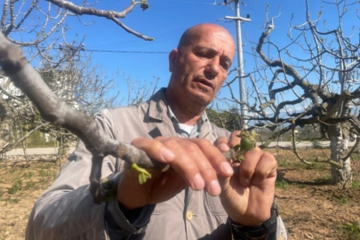 Zirai don Bursa siyahını vurmadı!