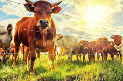 Bursa'da ihale usulüyle büyükbaş satışı! Fiyatları...