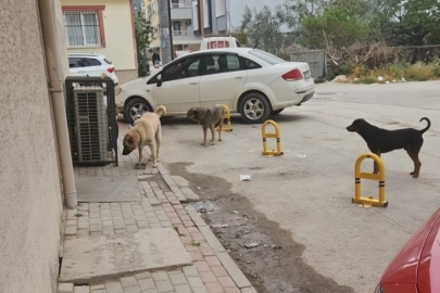 Bursa'da vatandaşlar tedirgin: Her gün aynı manzara