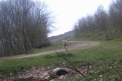 Bursa'da fotokapan yabanileri yakaladı!