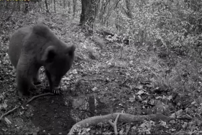 Bursa'da ayı kendisini görüntüleyen fotokapanı fark edince...