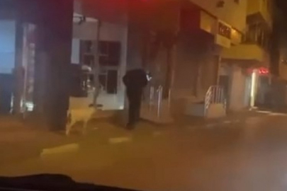 Bursa'da ilginç anlar! Kuzusunu dolaşmaya çıkardı