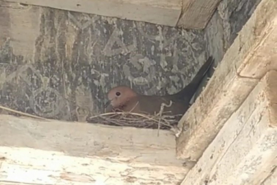 Bursa'da kuş yuva yaptı, inşaat durdu