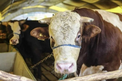 Kurbanlık hisse fiyatları açıklandı