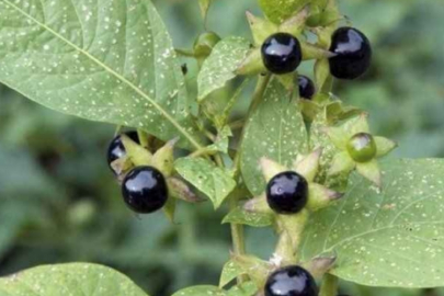 Sakın meyve sanıp yemeyin! Zehirlendiler
