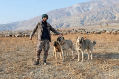 Besicilerden çoban isyanı: 100 bin lira maaşla çalıştıracak eleman bulamıyorlar