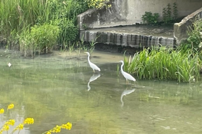 Bursa Nilüfer Çayı'nda görüntülendi