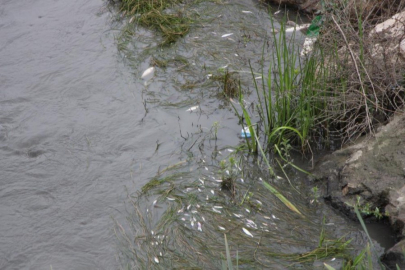 Korkutan görüntü!