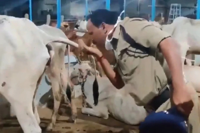 Hint Pilot, Uçuş Öncesi İnek İdrarı İle Kendisini Kutsadı