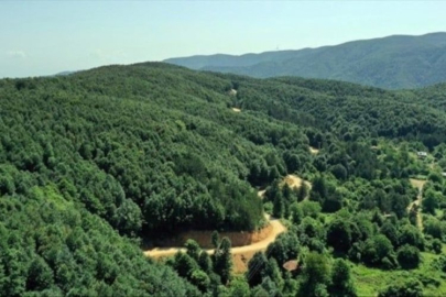 Yalova ormanlarına girişler yasaklandı!