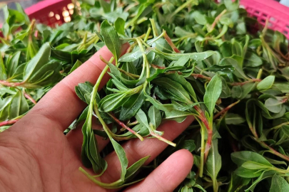 İster yemeği, ister çayı... Sadece Türkiye'de yetişiyor: Şifa arayan toplamaya geliyor