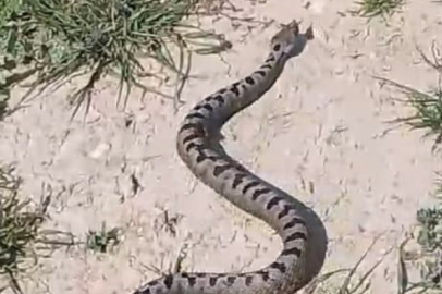 Bursa'da zehirli yılan alarmı! Tek bir ısırığı ölüme götürüyor...