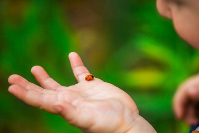 Doğanın kırmızı siyah mucizeleri: Neden uğur böceğinin şans getirdiğine inanılır?
