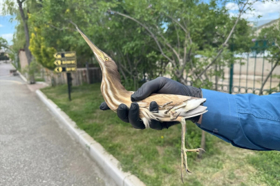 Erzurum'da Nesli Tehlike Altındaki Bayağı Balaban, Yaralı Bulundu