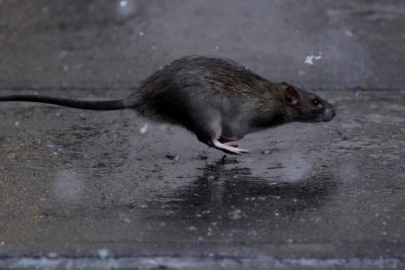 Fareler ölümcül bir bakteri yaymaya başladı