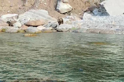 Bartın'da Sahile Yavru Ayı İnince Vatandaşlar Uyarıldı