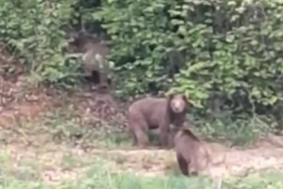Görür Görmez Telefona Sarıldı! Bursa'da Vahşi Yaşam Kamerada...