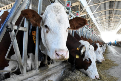 Türkiye hayvancılıkta Avrupa'da ilk sırada