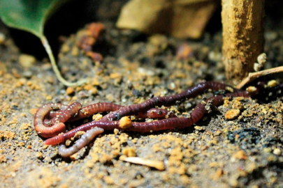 Solucanların Yağmurdan Sonra Ortaya Çıkmasının Sebebi Bakın Neymiş