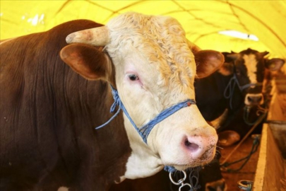 Bursa'da kurban kesim ve satış yerleri belli oldu!