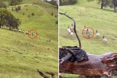 Sahibi Umudu Kesmişti! 4 Yıl Sonra Böyle Görüntülendi