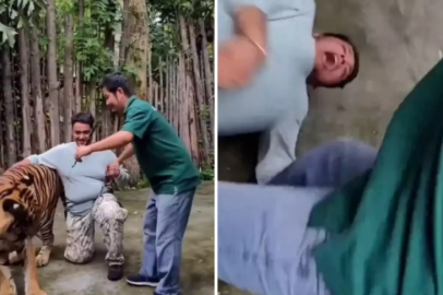 Selfie çekmek isterken canından oluyordu! Kaplan saldırdı...