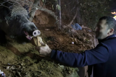 Turistlik ilçeyi domuzlar bastı! Beslemek yasaklandı