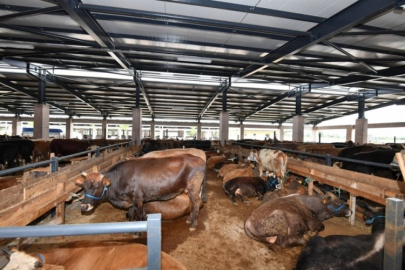 Bursa'nın Kurban Pazarı'nda kıyasıya pazarlık!