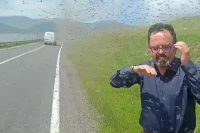 İlçede sinek istilası! Sürücüler önlerini göremiyor