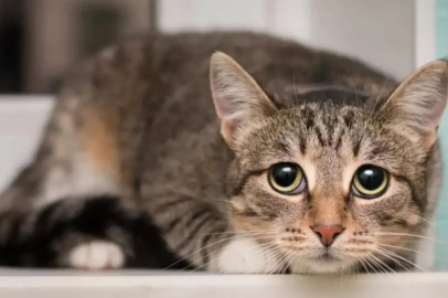 Kediler depremi önceden hissedebilir mi? İşte yanıtı...